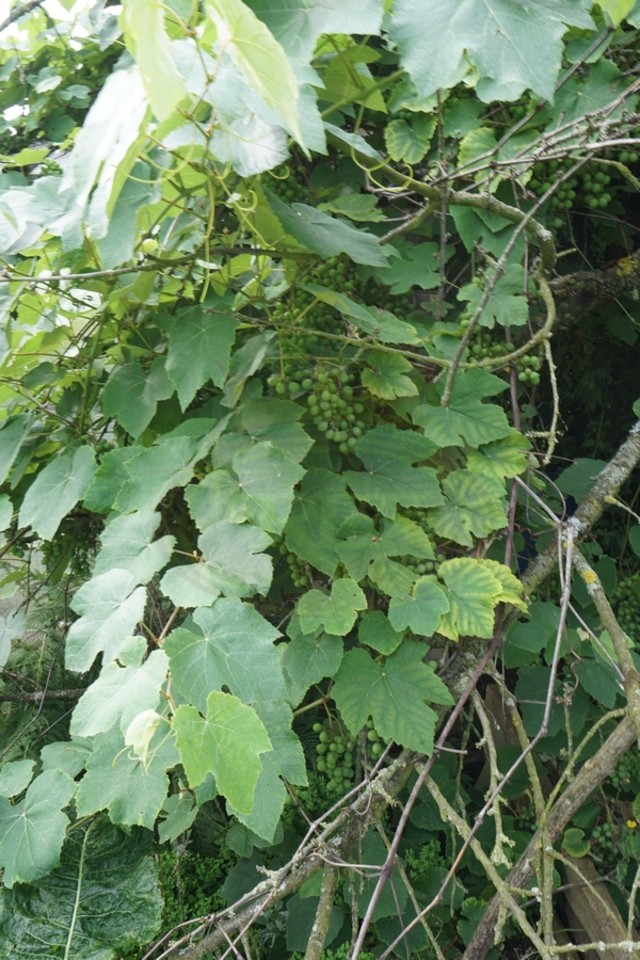 Fotka 7
