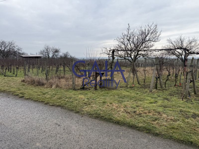 Prodej vinice a ov. sadu v k. ú. Svatobořice – tra