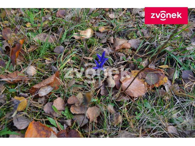 Obrázek k zakázce č.: 716482