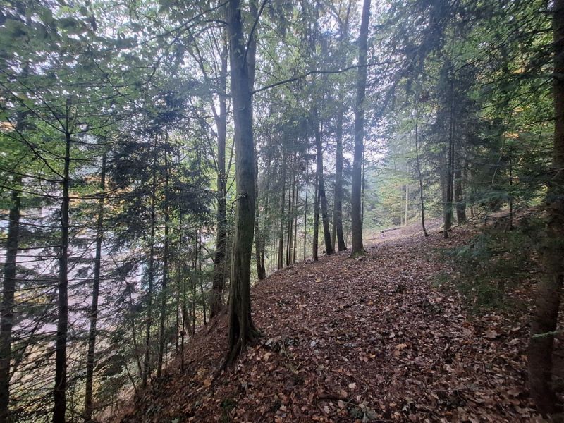 Malý les v Novém Městě nad Metují