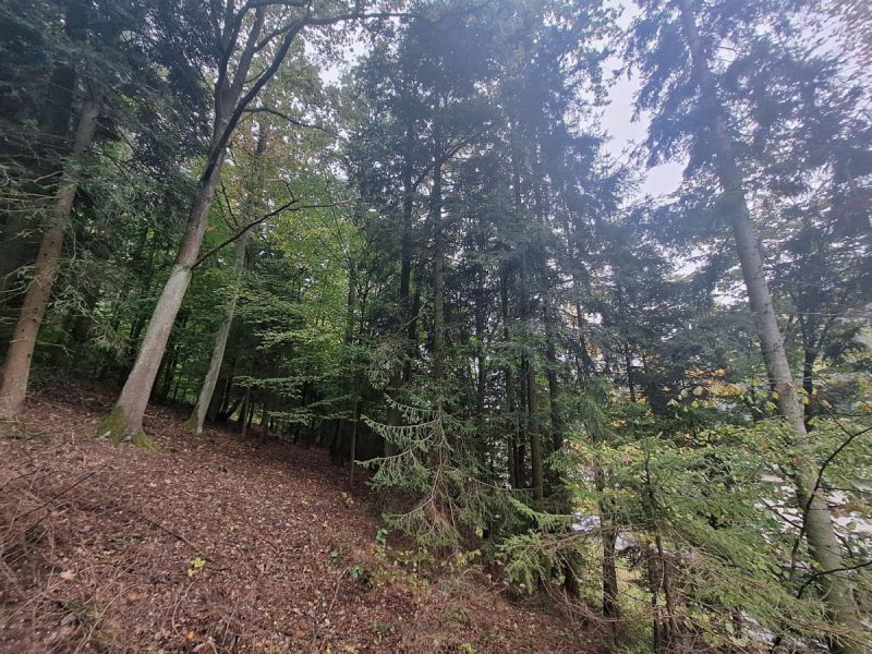 Malý les v Novém Městě nad Metují