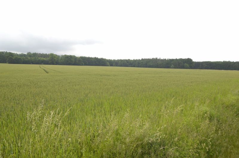 Prodej zemědělského pozemku v Týništi nad Orlicí,