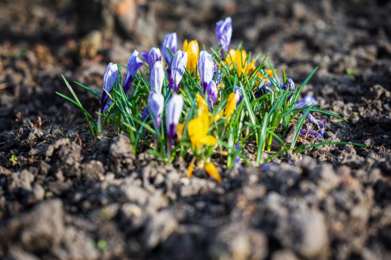Udržovaná zahrádka se zahradní chatkou v Týništi n