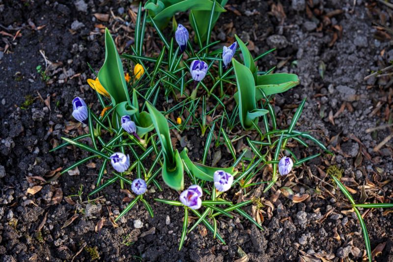 Udržovaná zahrádka se zahradní chatkou v Týništi n