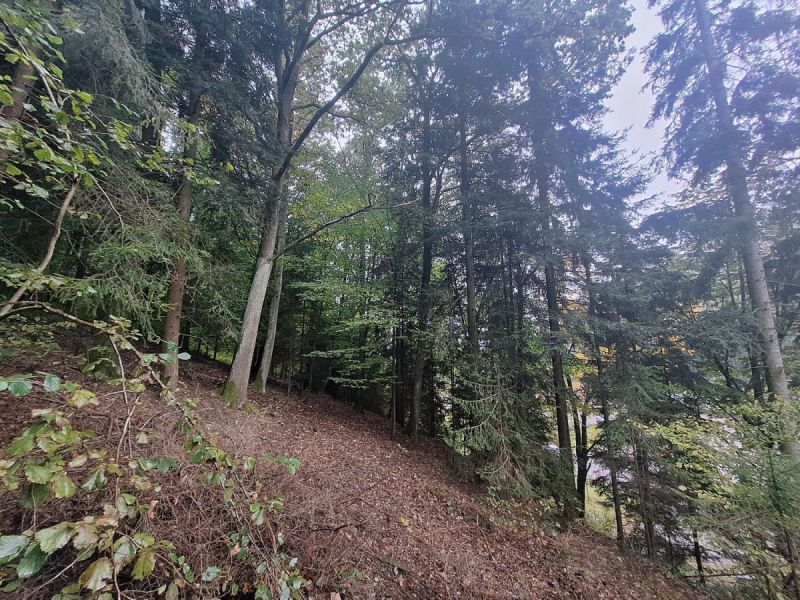 Malý les v Novém Městě nad Metují