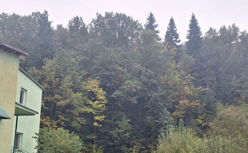 Malý les v Novém Městě nad Metují