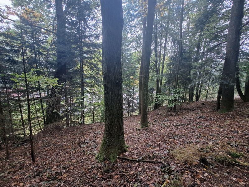 Malý les v Novém Městě nad Metují