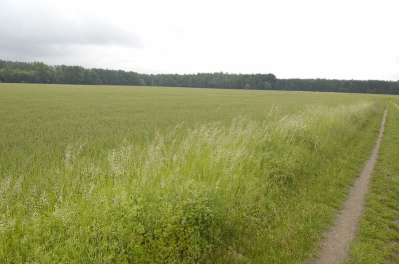 Prodej zemědělského pozemku v Týništi nad Orlicí,