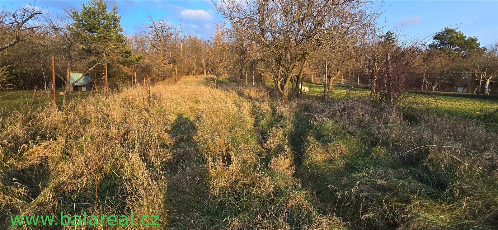 Prázdná zahrada s vysokou trávou, obklopená plotem a stromy, ideální pro rekonstrukci na moderní zahradu či sad.