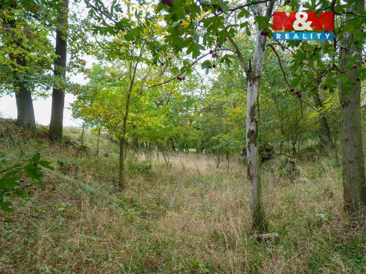 Prodej lesa Dolní Habartice 25 000 Kč, foto 3