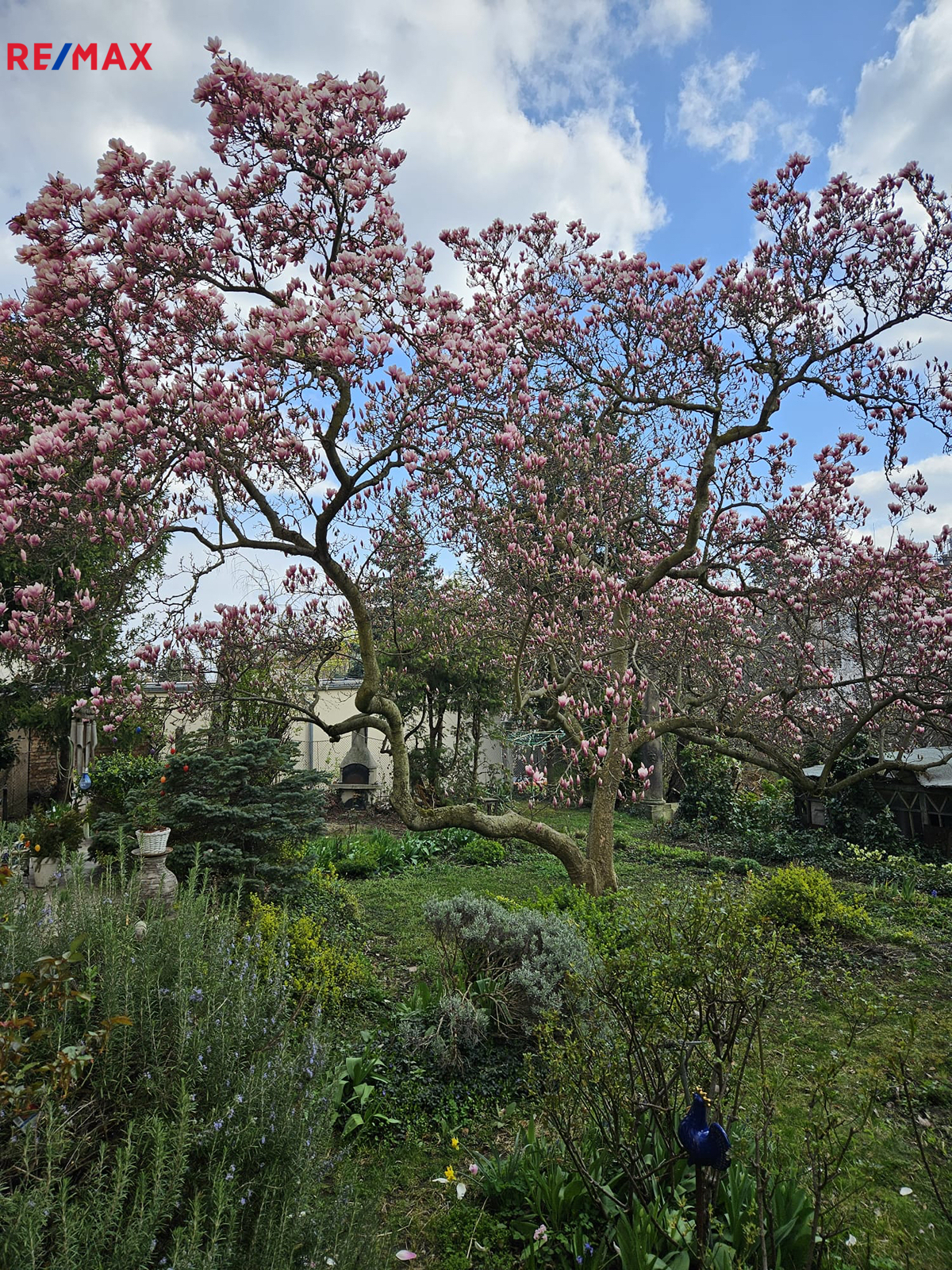 Kvetoucí magnolie
