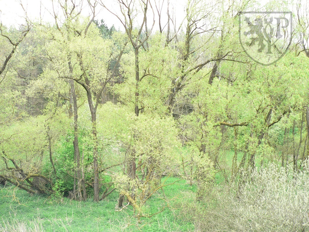 Květov poz. potok.JPG