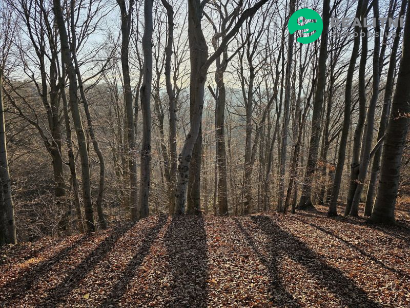 Podíl na lesních pozemcích Vsetín - Semetín