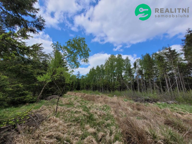 Les po těžbě kůrovce.72939 m2, Heřmaneč u Počátek