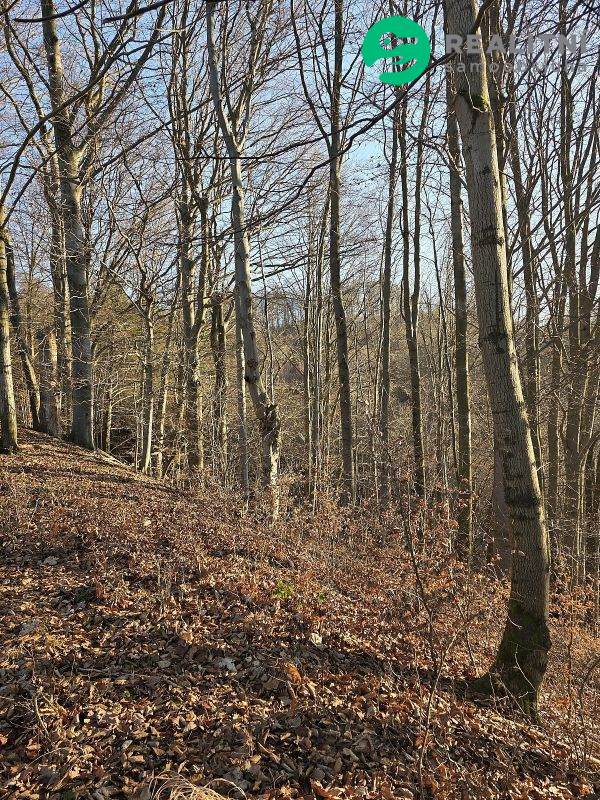 Podíl na lesních pozemcích Vsetín - Semetín