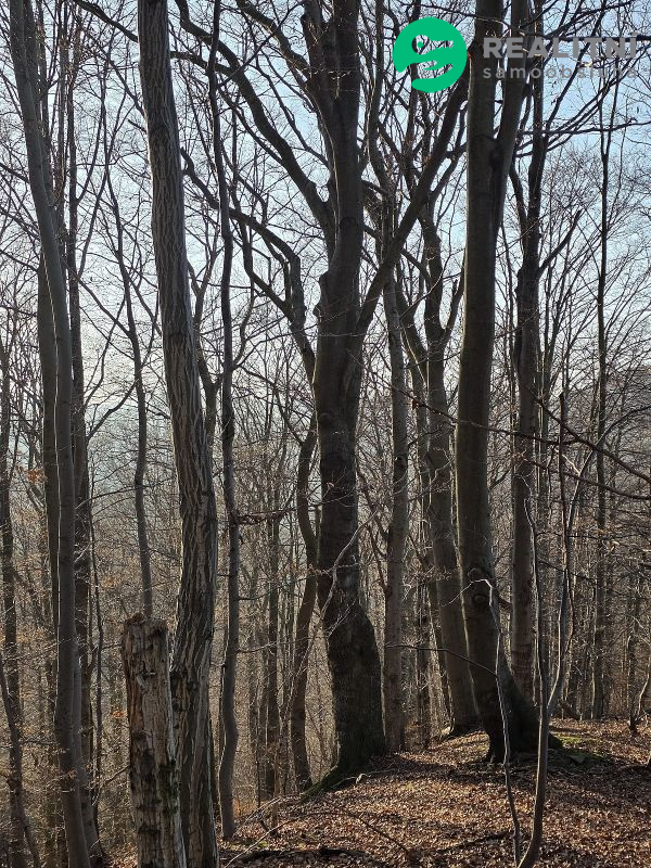 Podíl na lesních pozemcích Vsetín - Semetín