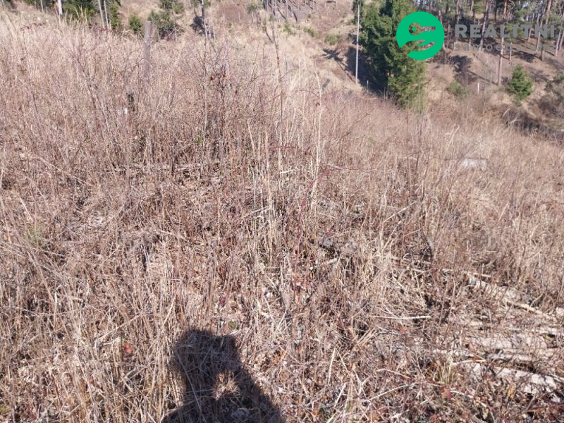 lesní pozemek k. ú. Spešov