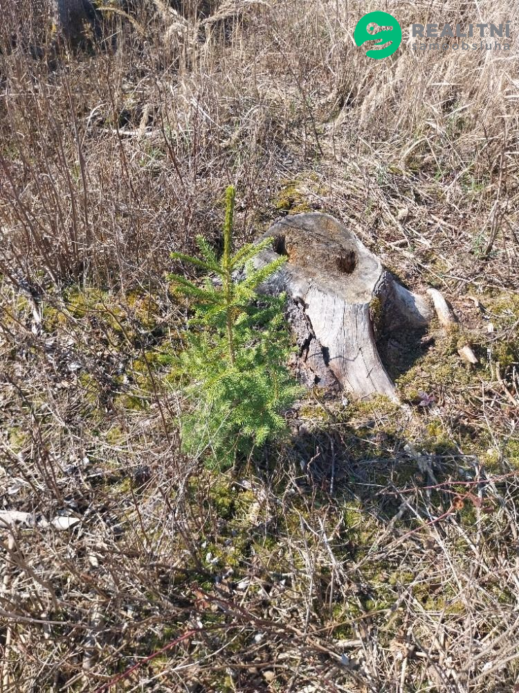 lesní pozemek k. ú. Spešov