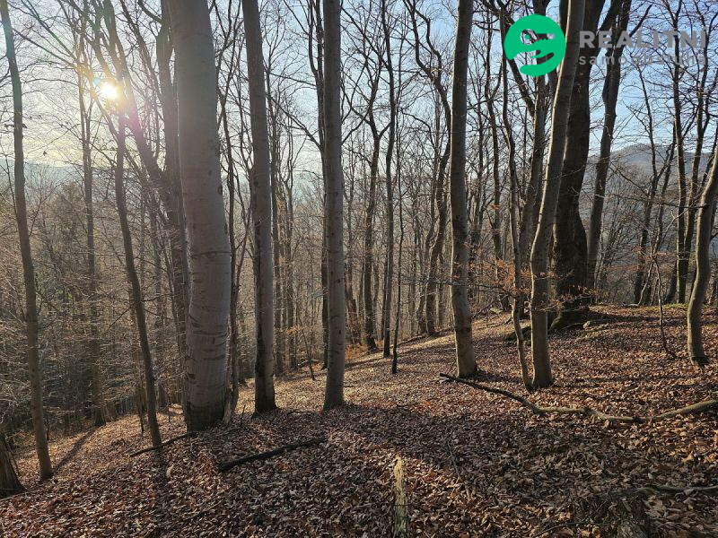 Podíl na lesních pozemcích Vsetín - Semetín