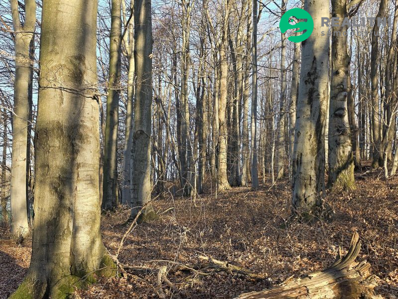 Podíl na lesních pozemcích Vsetín - Semetín