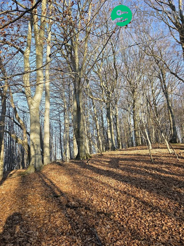 Podíl na lesních pozemcích Vsetín - Semetín