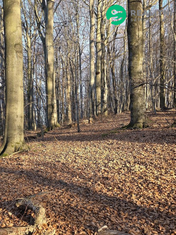 Podíl na lesních pozemcích Vsetín - Semetín