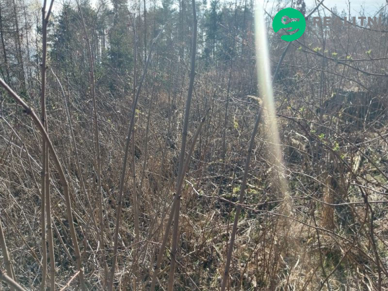 lesní pozemek k. ú. Spešov