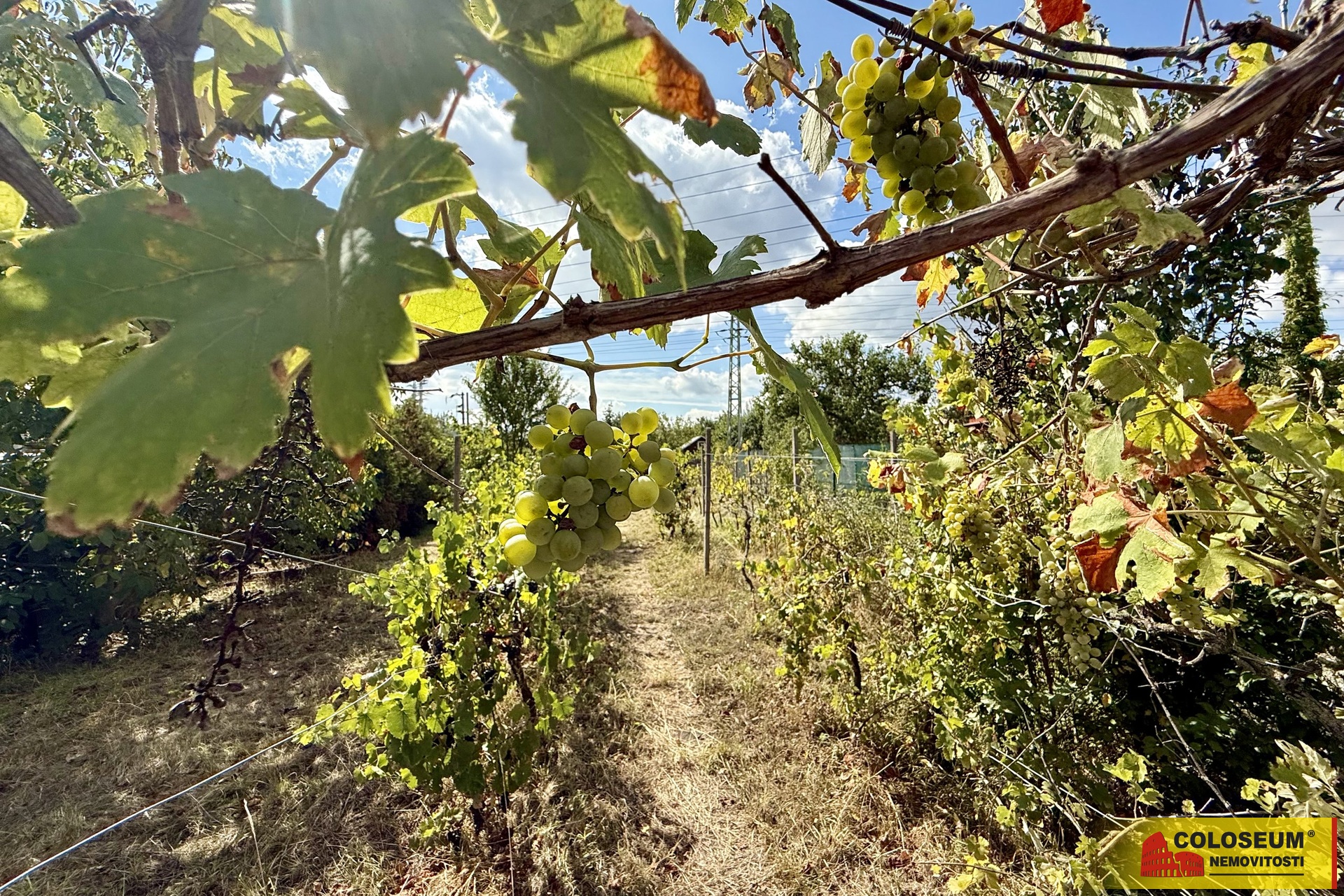 Vinice - Suchohrdly - prodej zahrady s chatkou