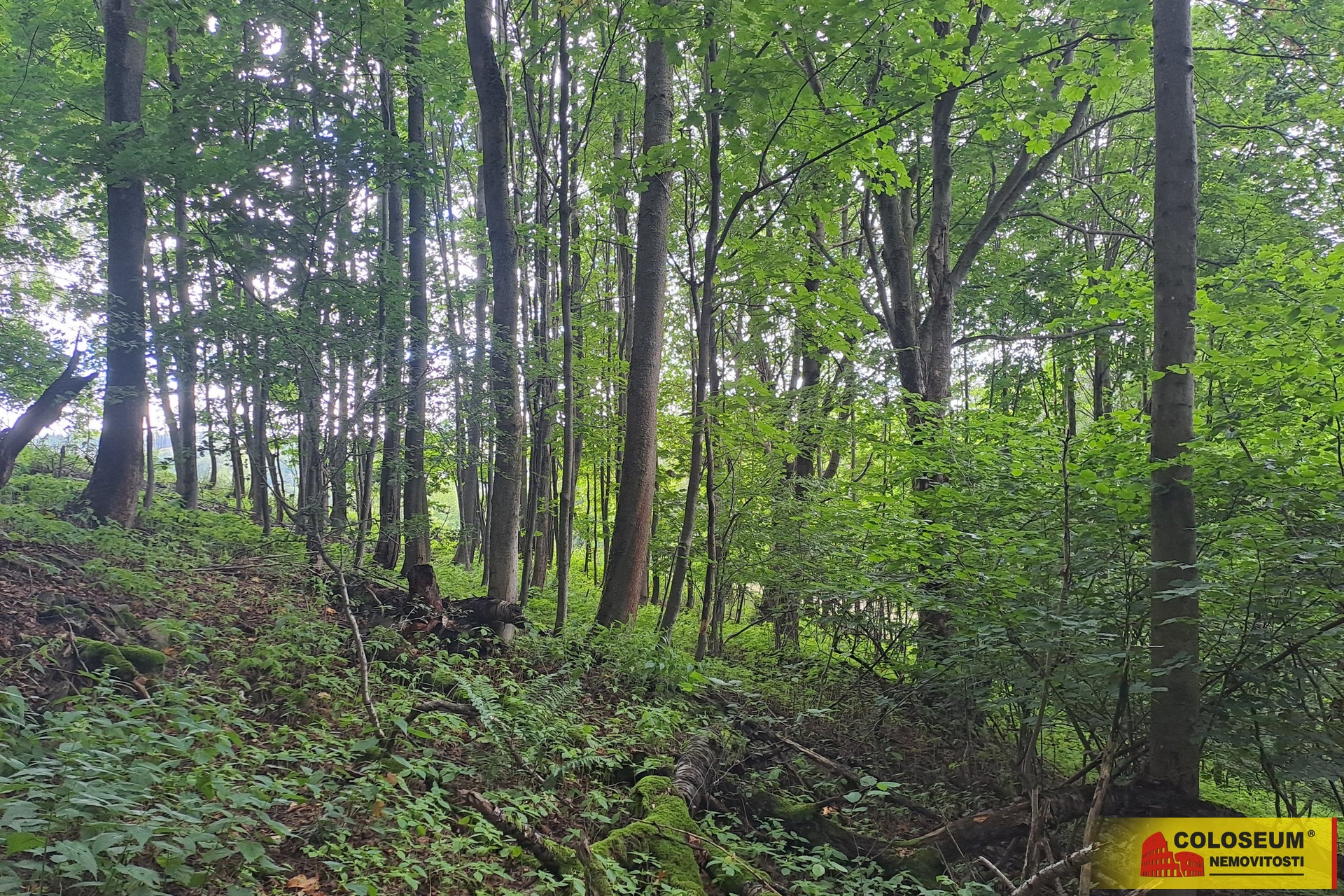 Pohled na les – Dalečín - Hluboké – prodej pozemku