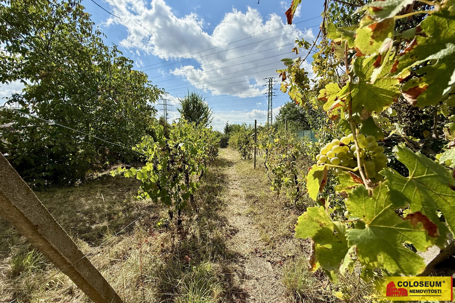 Vinice - Suchohrdly - prodej zahrady s chatkou