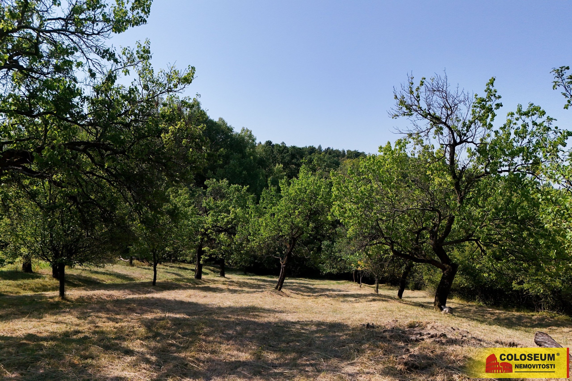 Dospělé stromy - Židlochovice - prodej pozemku