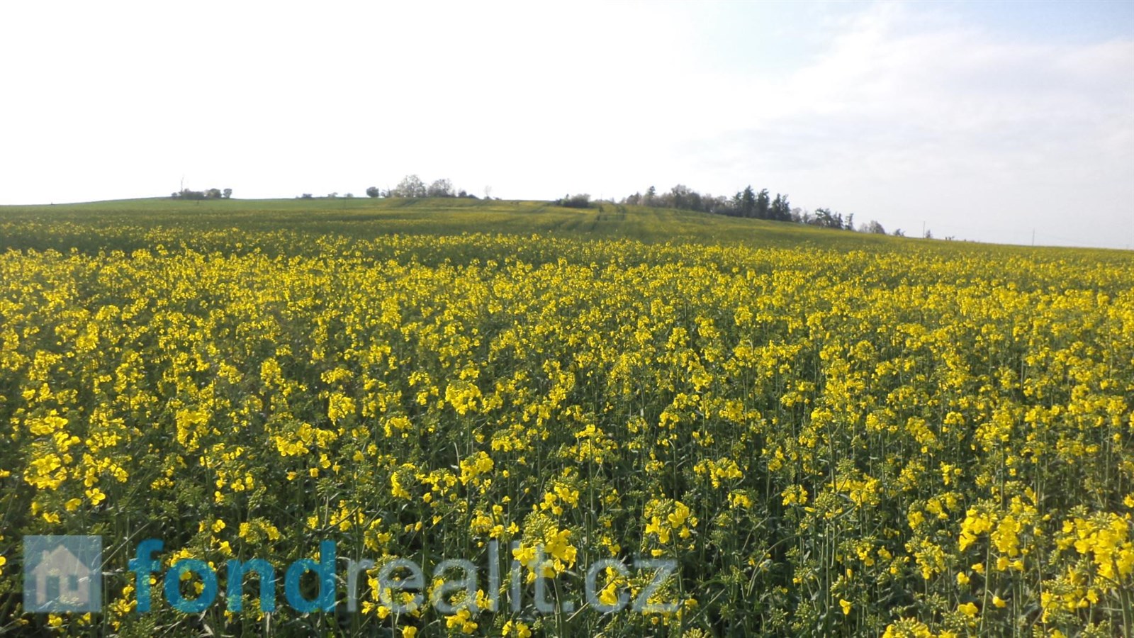 Prodej zemědělské půdy, 35 843 m² Brumovice (okres Opava), obrázek 12