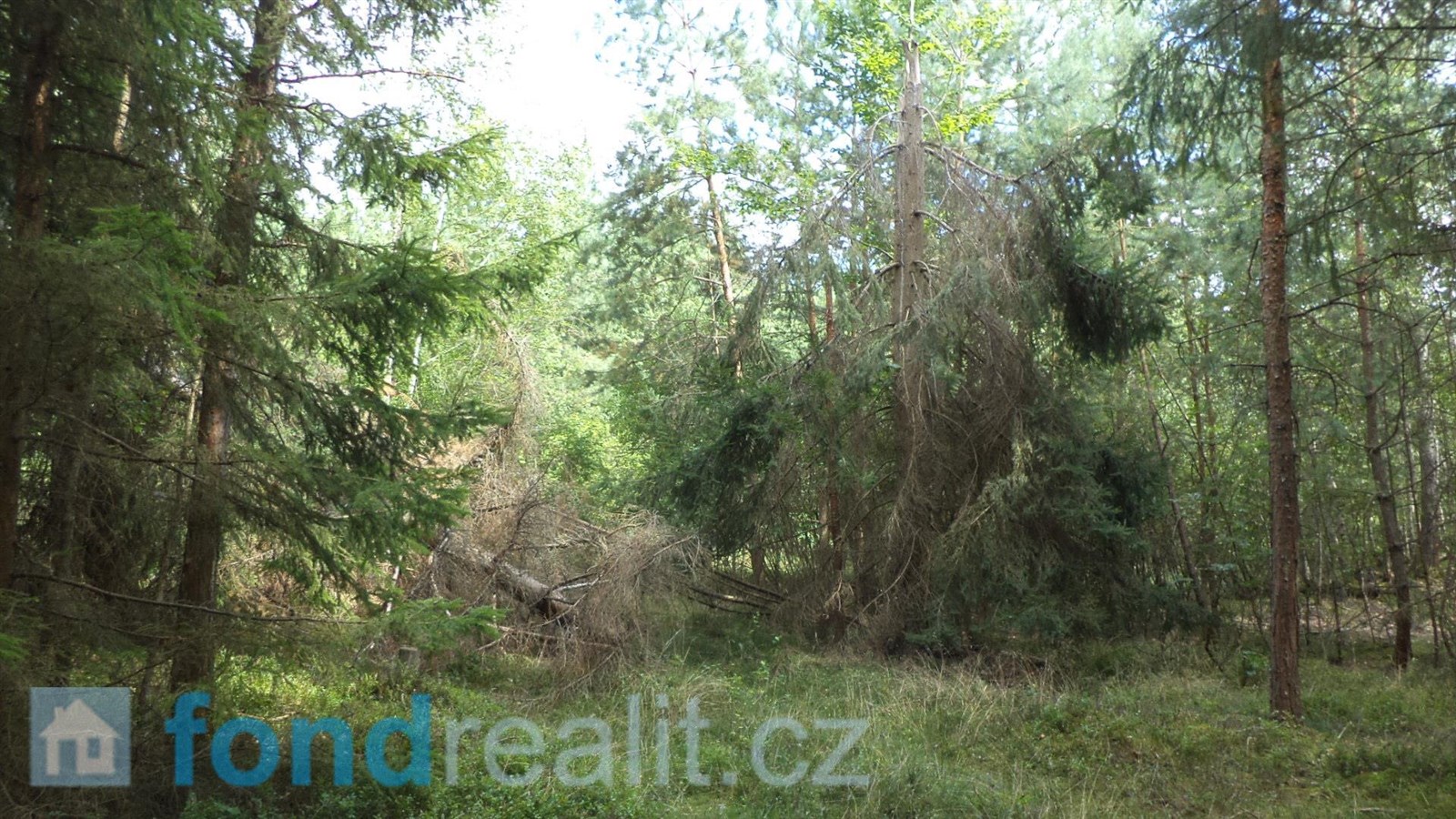 Prodej lesa, 74 416 m² Černýšovice (okres Tábor), obrázek 21