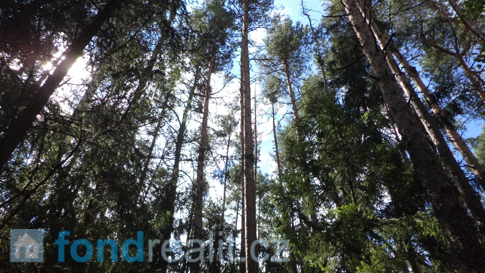 Prodej lesa, 74 416 m² Černýšovice (okres Tábor), obrázek 7