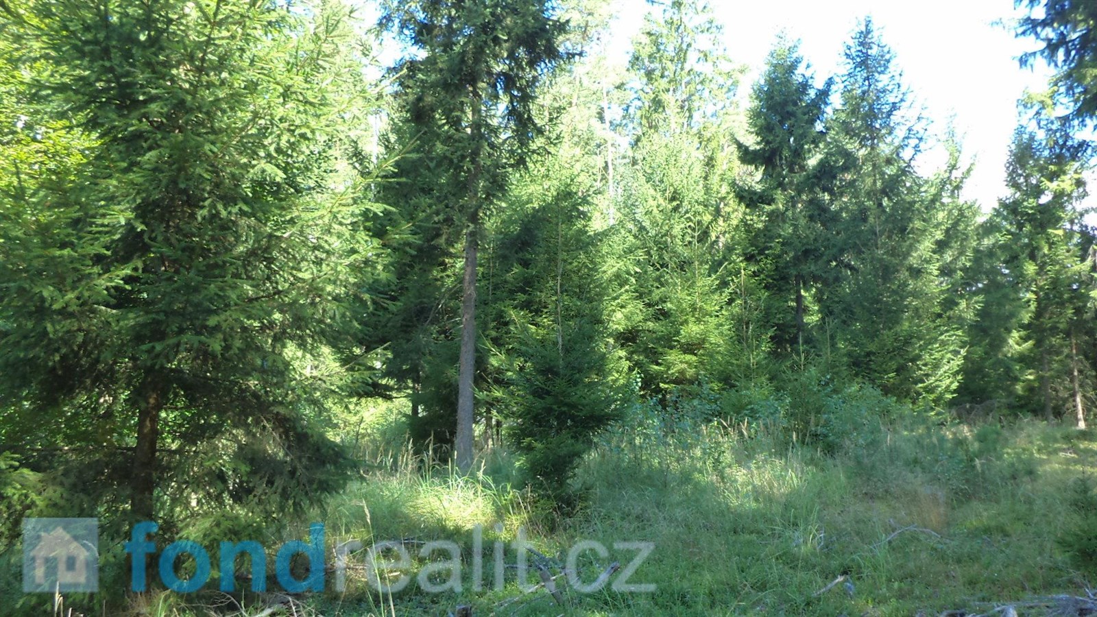 Prodej lesa, 74 416 m² Černýšovice (okres Tábor), obrázek 11