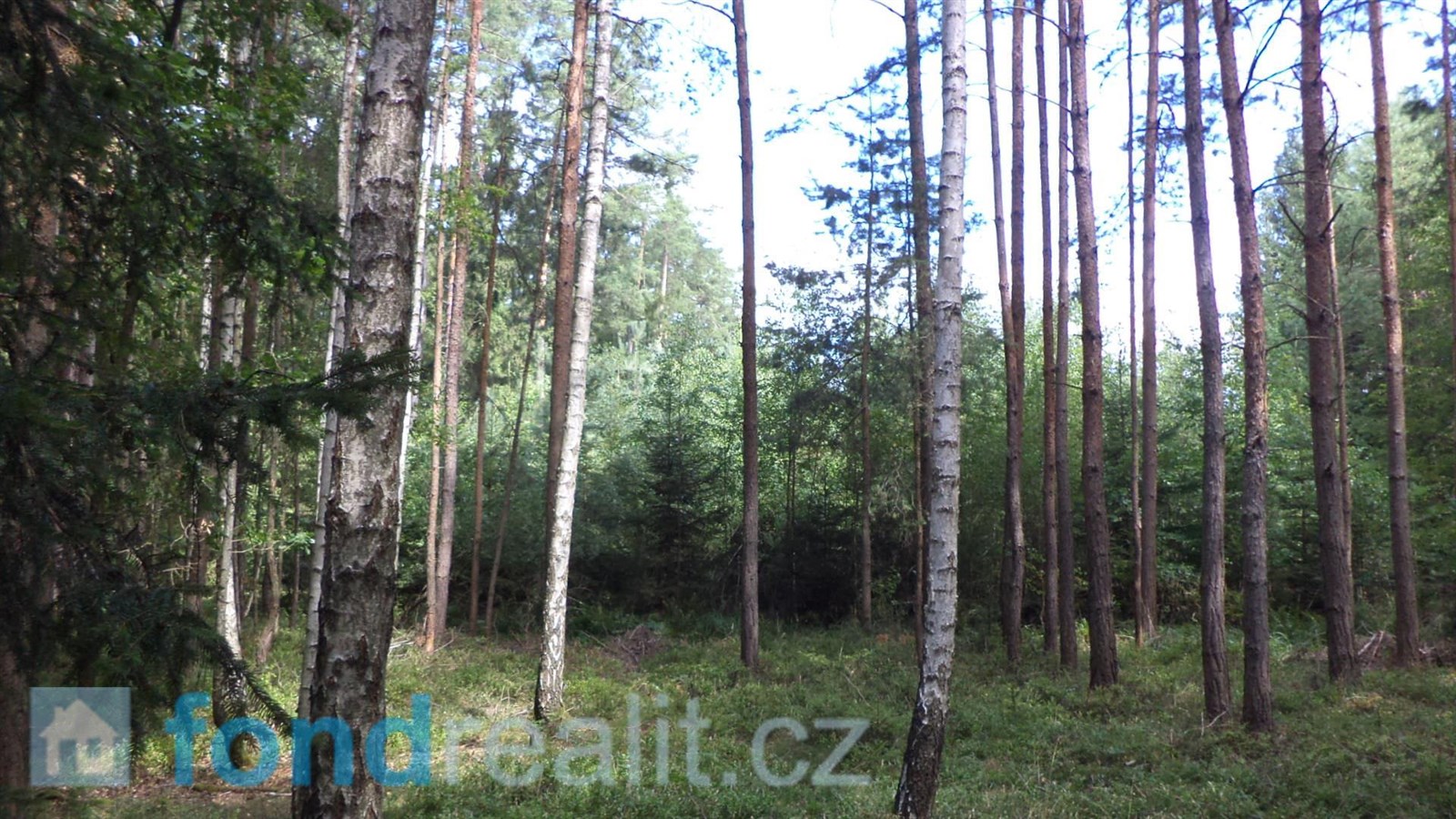 Prodej lesa, 74 416 m² Černýšovice (okres Tábor), obrázek 2
