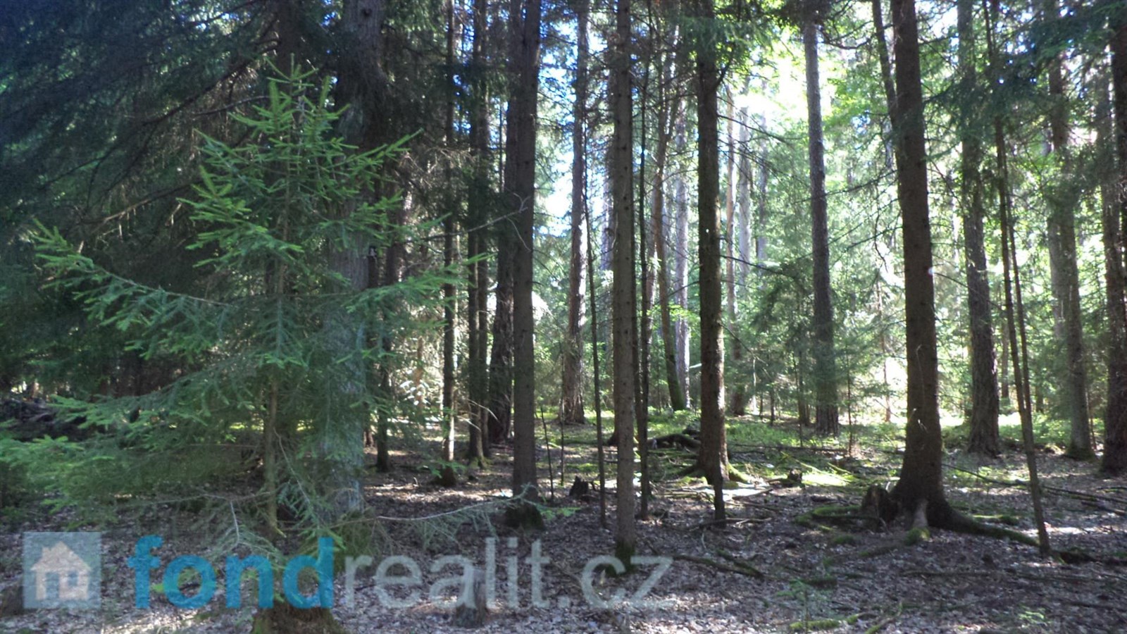 Prodej lesa, 74 416 m² Černýšovice (okres Tábor), obrázek 10