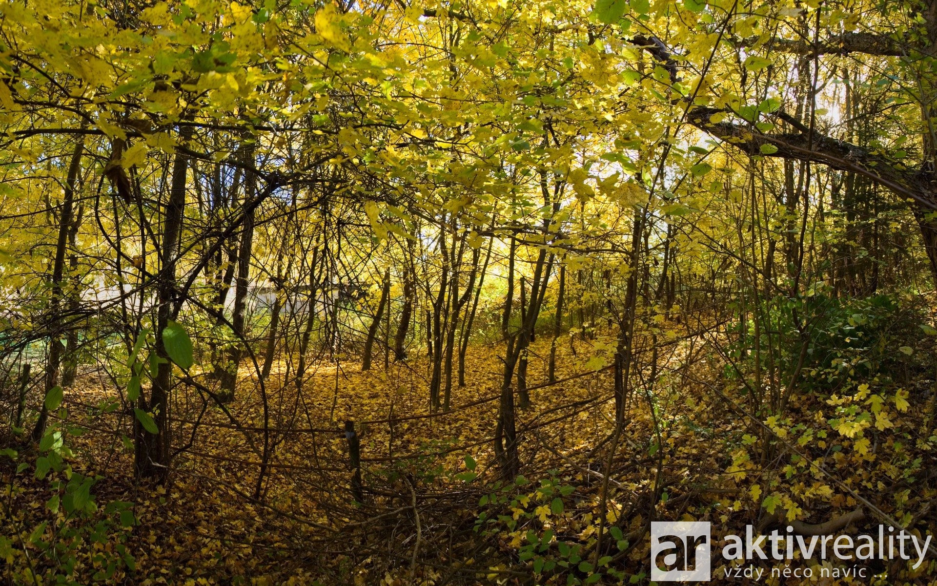 15_Q291764_panorama - Varianta 2