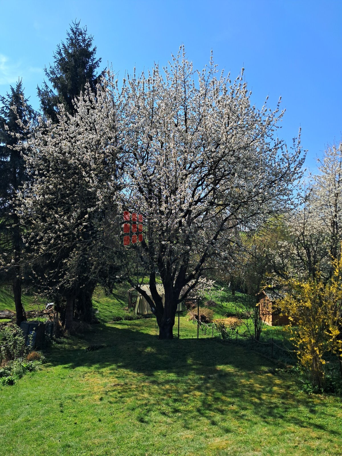 zahrada