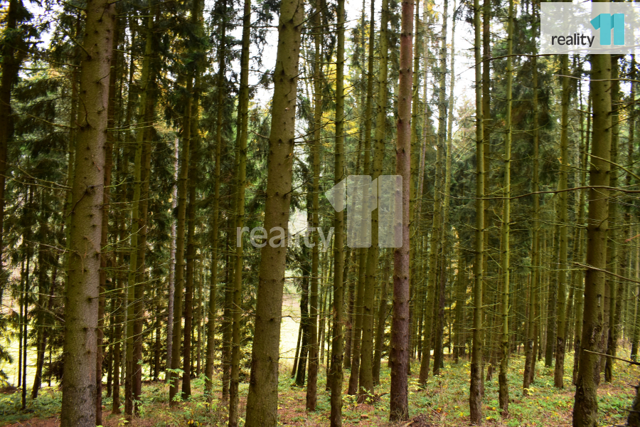 Prodej lesa, 8 014 m² Meziměstí (okres Náchod), Ruprechtice, obrázek 6