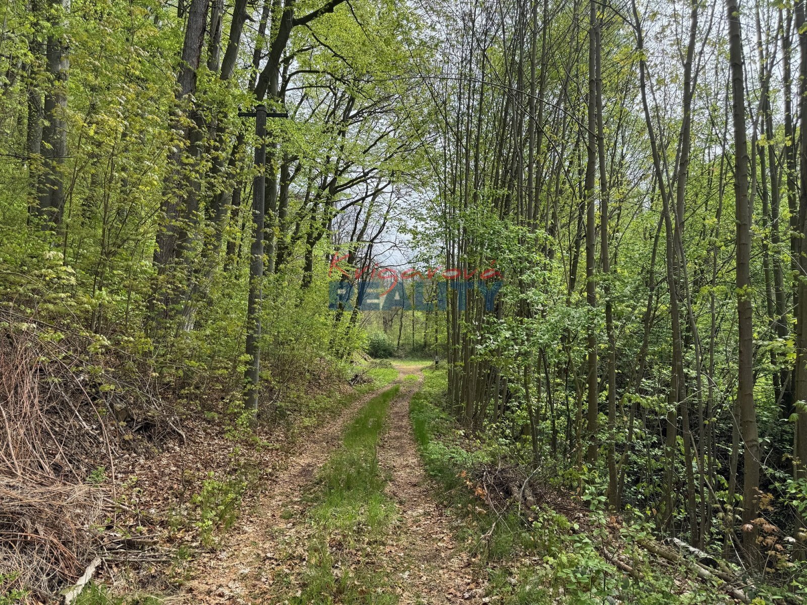 příjezdová cesta