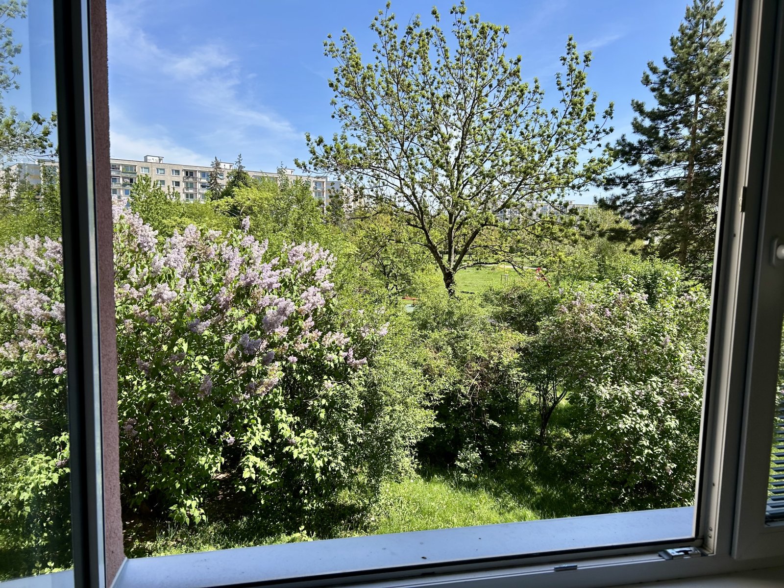 IMG_1741.jpeg