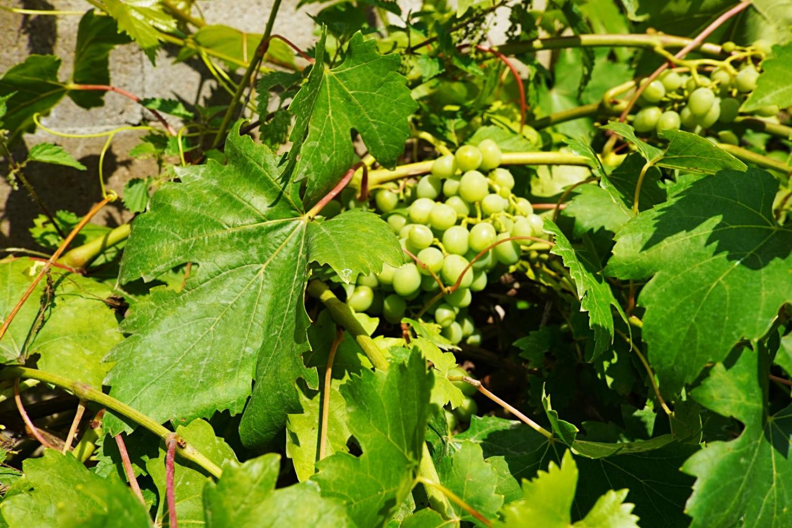 Prodej chaty Stříbro 2 990 000 Kč, foto 16