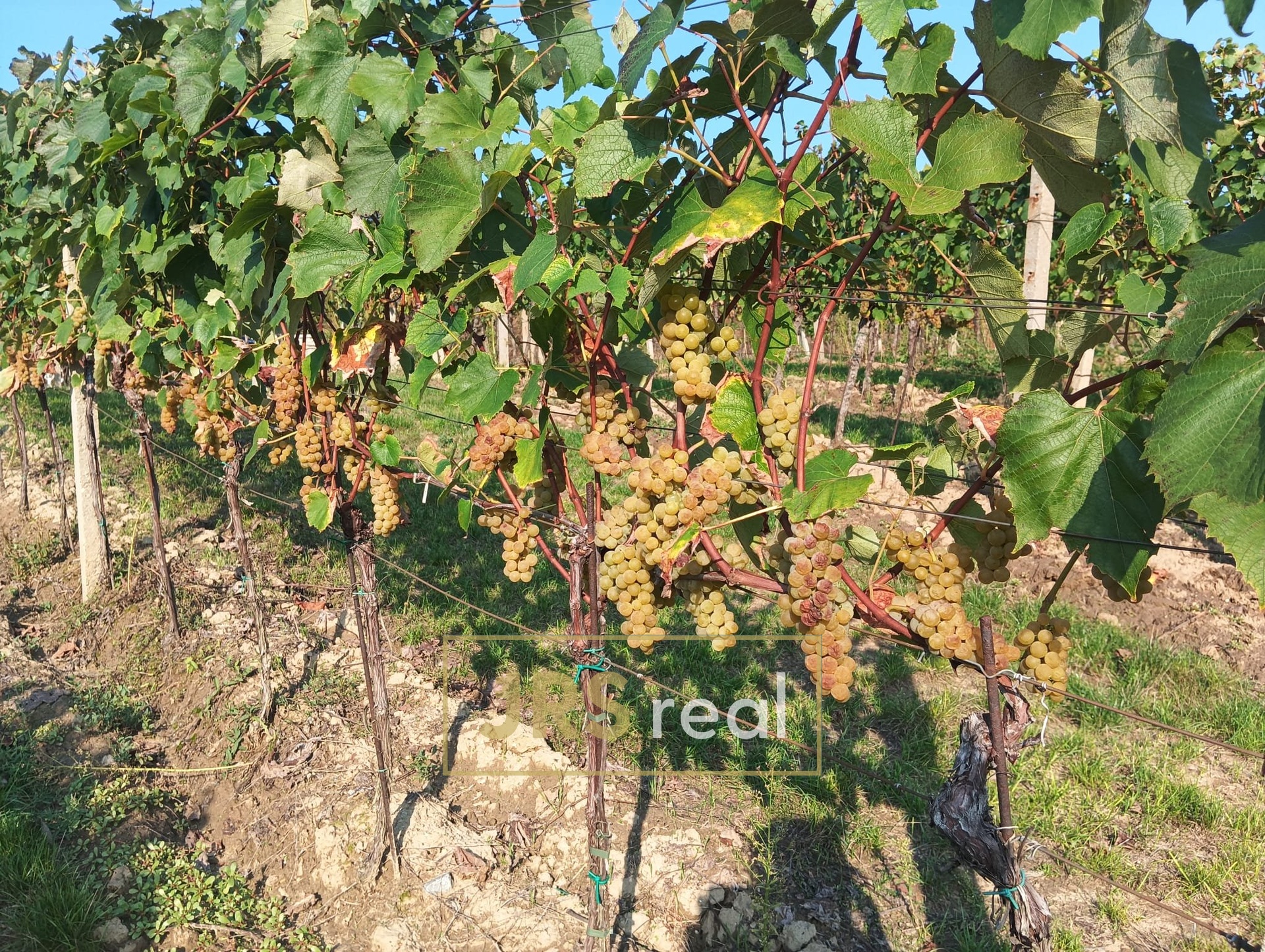 WhatsApp Image 2026-02-16 at 12.39.30 (4)