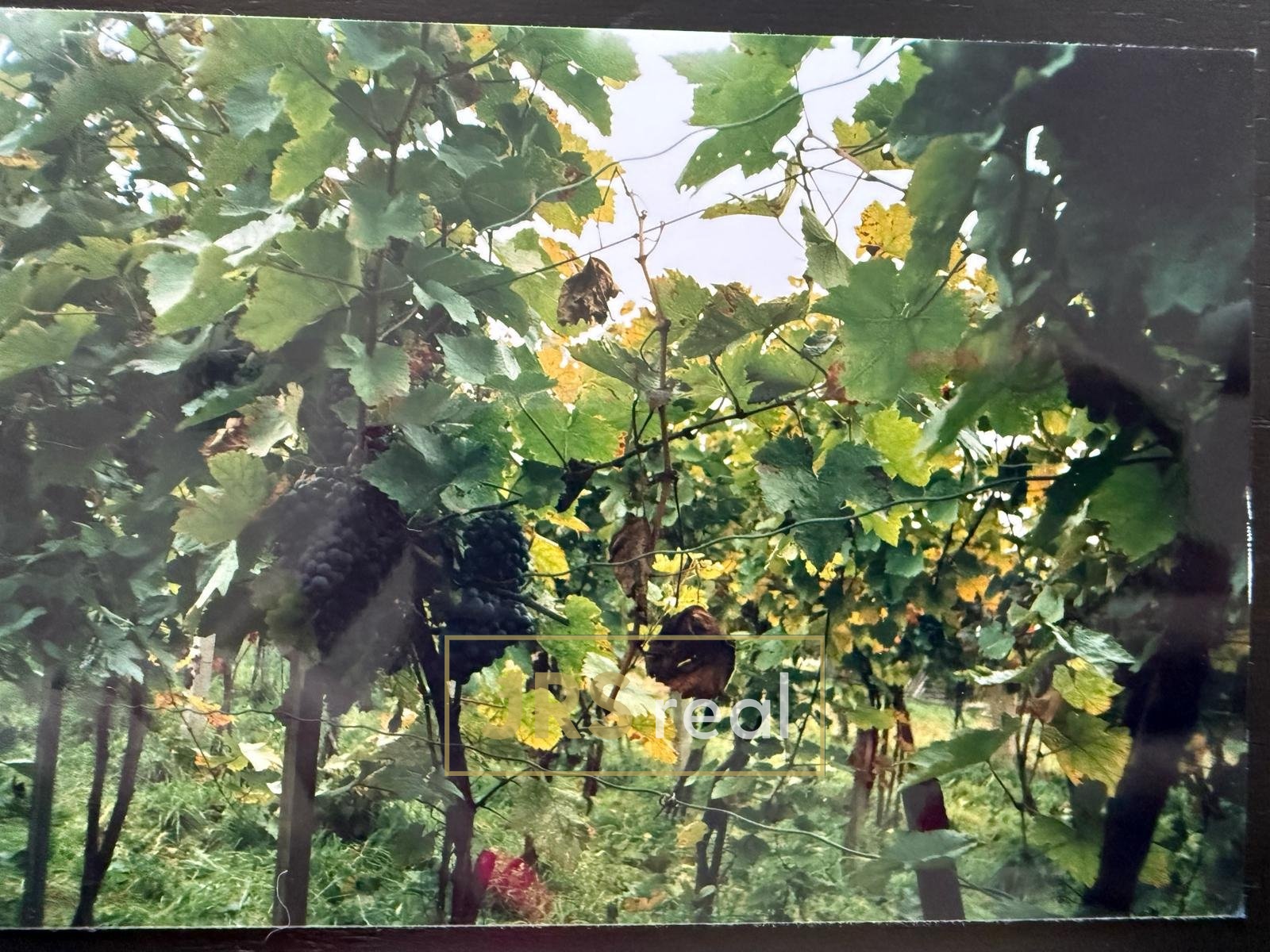 WhatsApp Image 2026-03-05 at 11.41.36