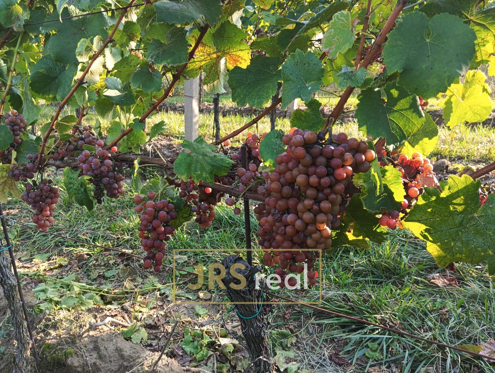 WhatsApp Image 2026-02-16 at 12.39.29 (3)