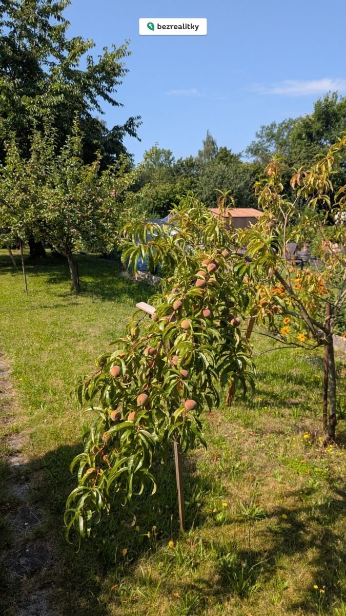 1773098961-wthbhochtb-14-uroda-broskve