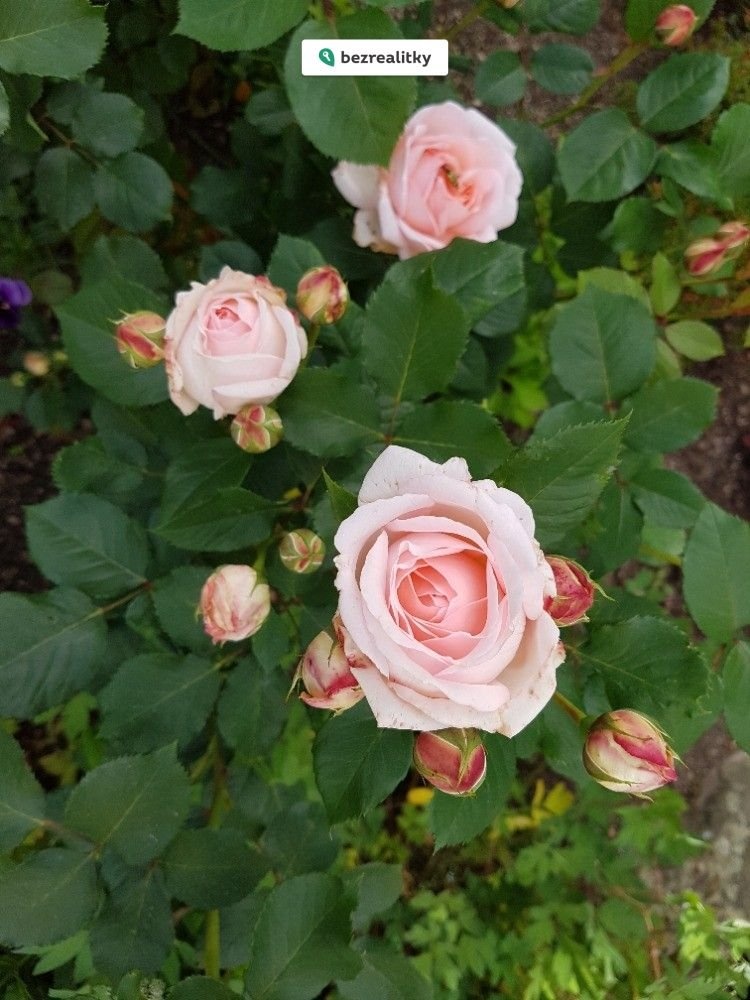 1775842064-bfktpencxs-20160618-162459