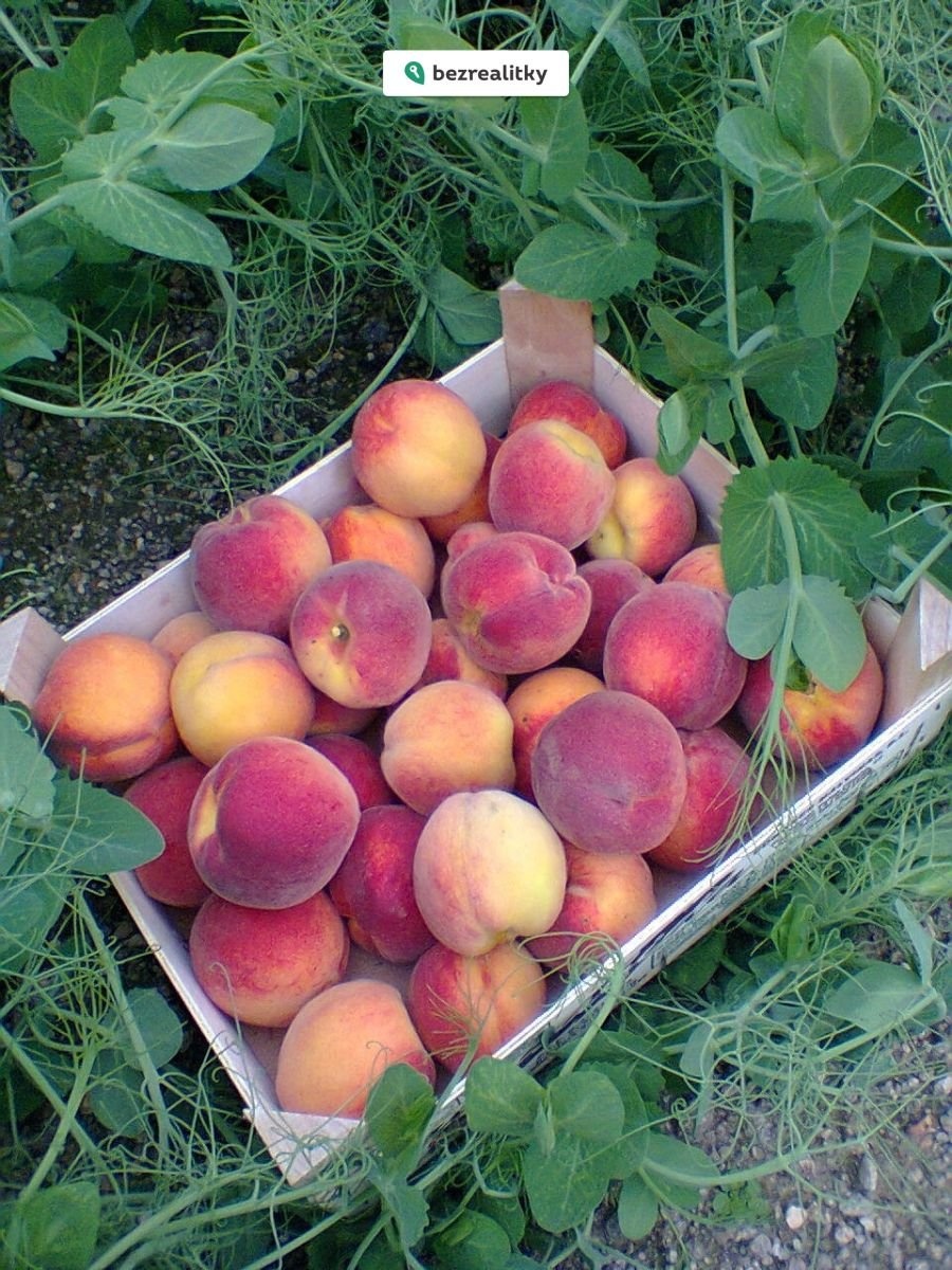 1775842101-kdkqsqnocv-fotografie0097