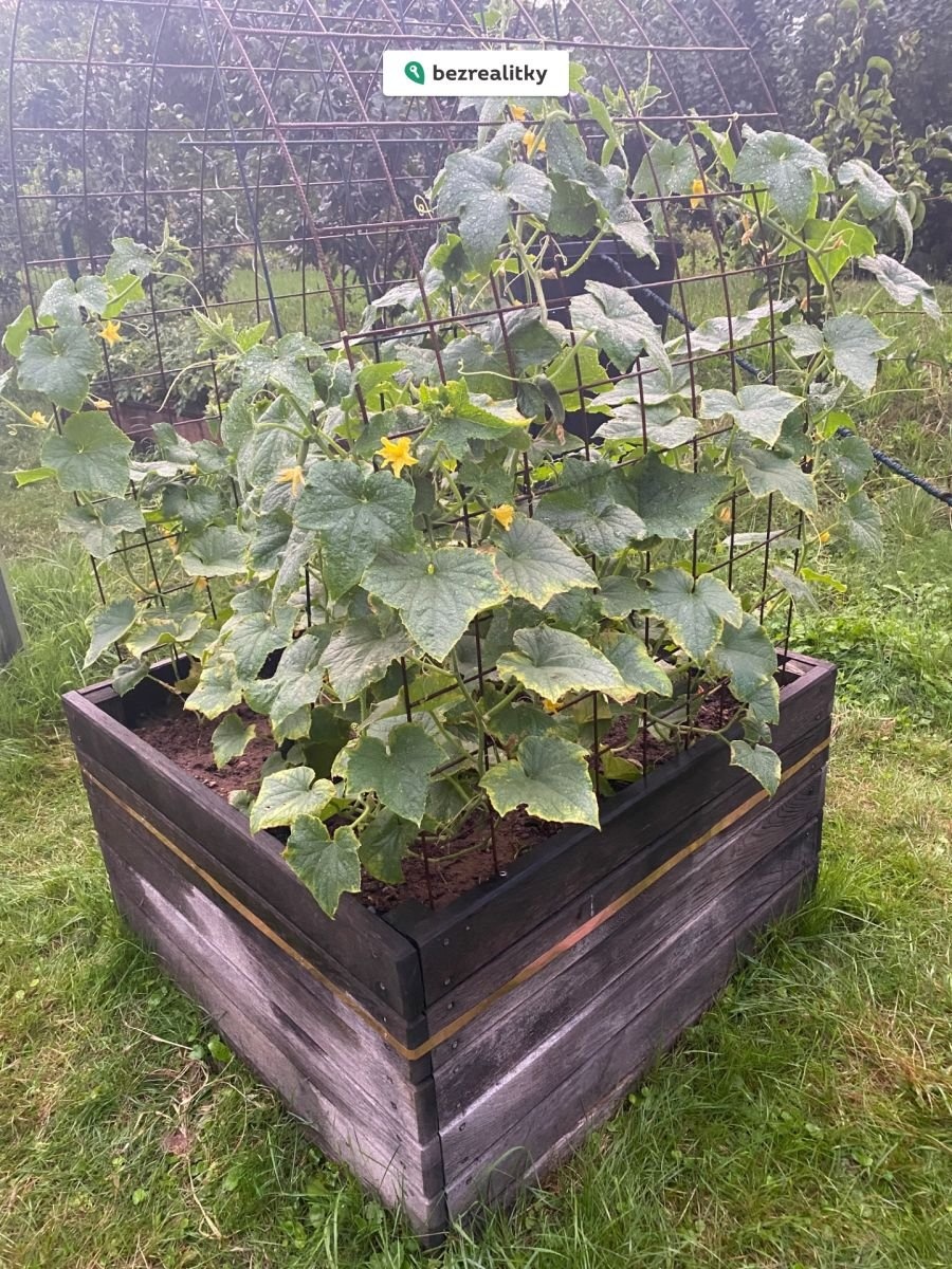 1775889055-hxgrvpsgno-img-3316